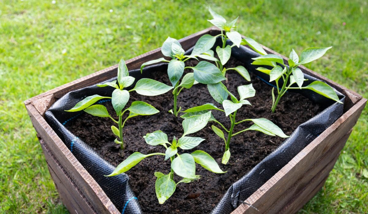 Fresh green pepper plants planted in a wooden box, thriving in rich soil, outdoors. — Photo by Mateusz Feliksik on Pexels