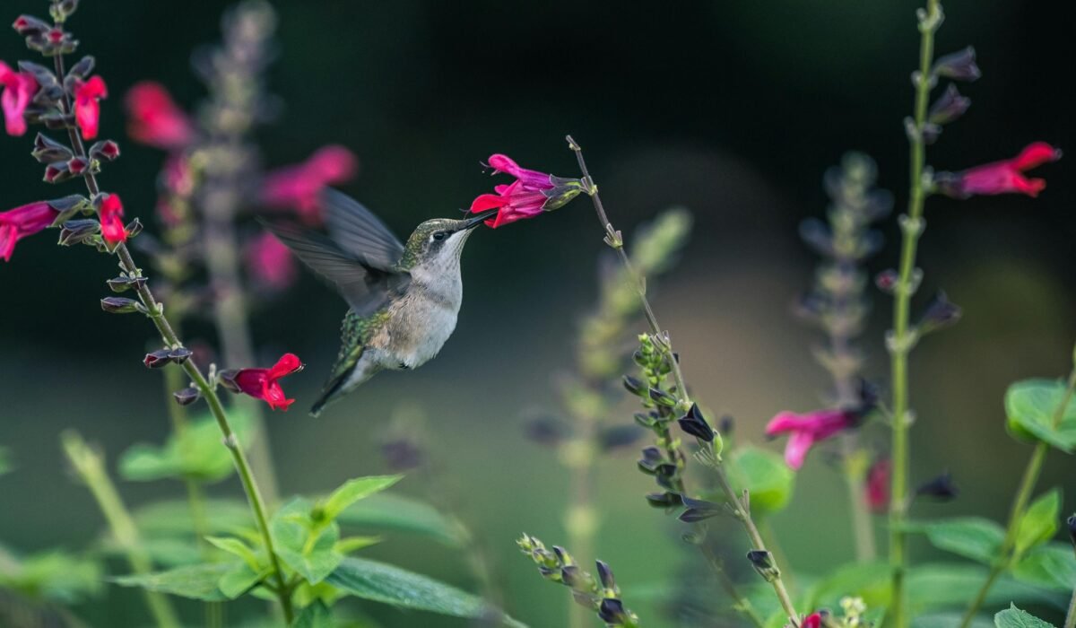 A close-up of a hummingbird feeding on vibrant red flowers in a lush garden setting. — Photo by Chris F on Pexels