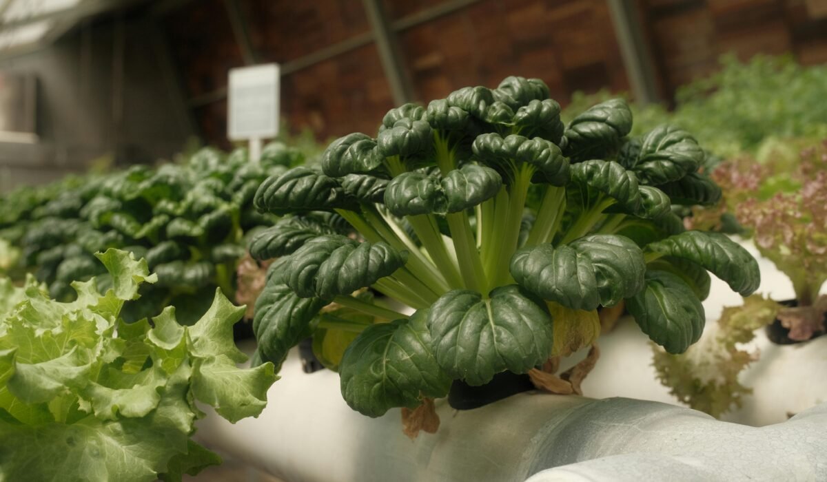 Vibrant green leafy vegetables thriving in an indoor hydroponic setup, showcasing sustainable farming. — Photo by Leonard Antasari on Pexels