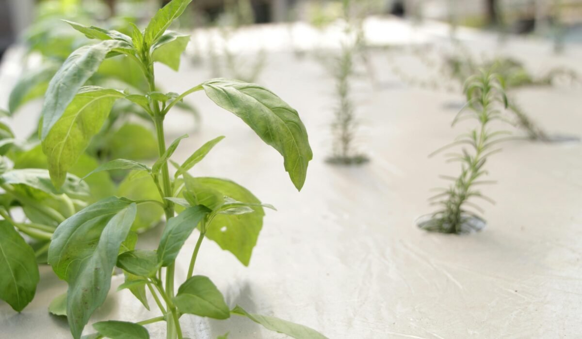 Lush green basil leaves growing in an indoor hydroponic setup. — Photo by Wina Hafidh on Pexels