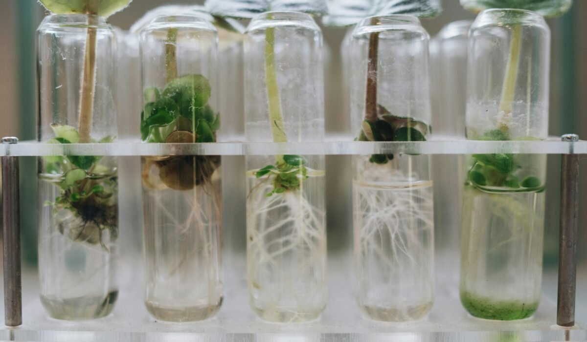 Close-up of plant tissue culture in laboratory test tubes showcasing micropropagation. — Photo by Mikhail Nilov on Pexels