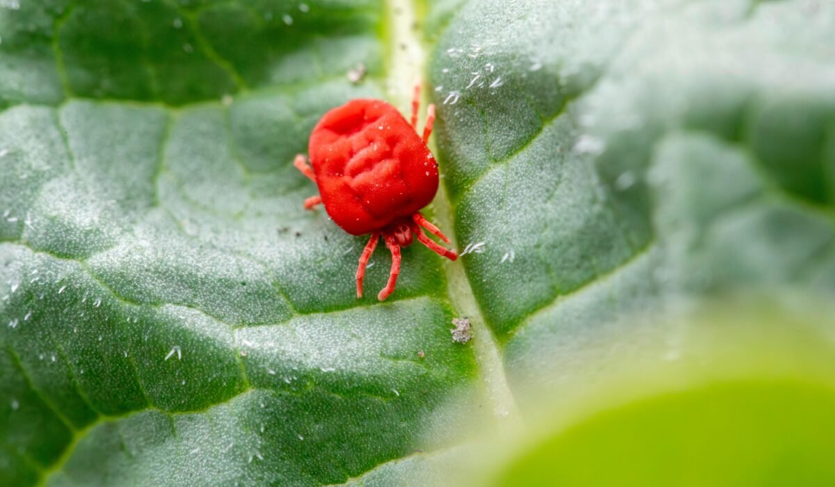 Detailed close-up of a red clover mite on a green leaf, showcasing nature's tiny wonders. — Photo by Erik Karits on Pexels