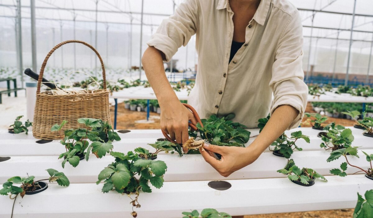 A woman uses scissors to prune plants inside a modern hydroponic greenhouse with a woven basket. — Photo by Anna Tarazevich on Pexels