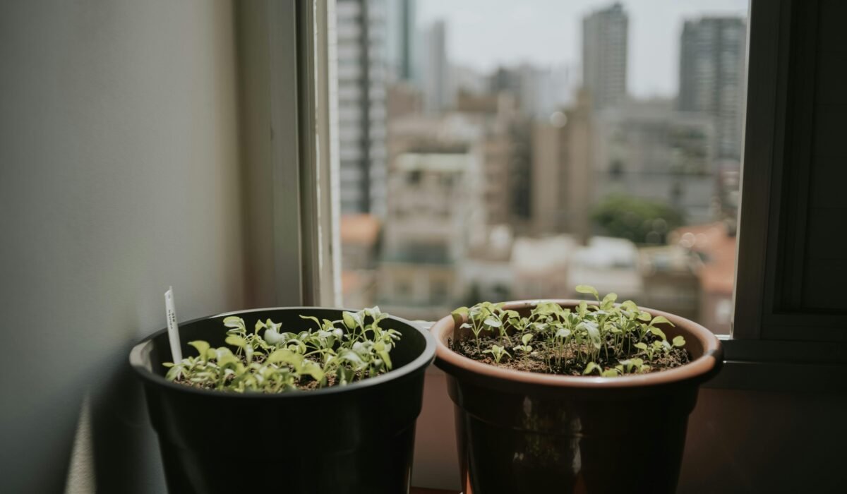 Two potted plants on a windowsill with a blurred cityscape in the background, capturing urban gardening. — Photo by Letícia Alvares on Pexels