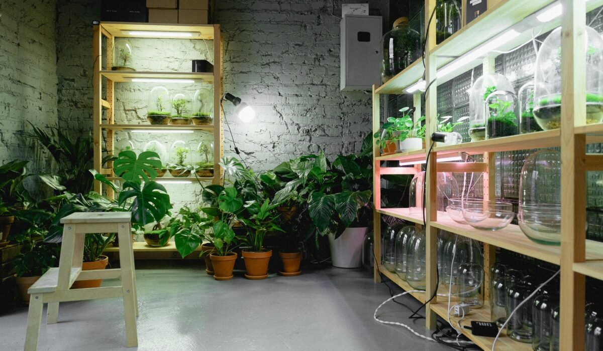 A cozy indoor plant room featuring shelves with grow lights and vibrant greenery. — Photo by Anna Shvets on Pexels
