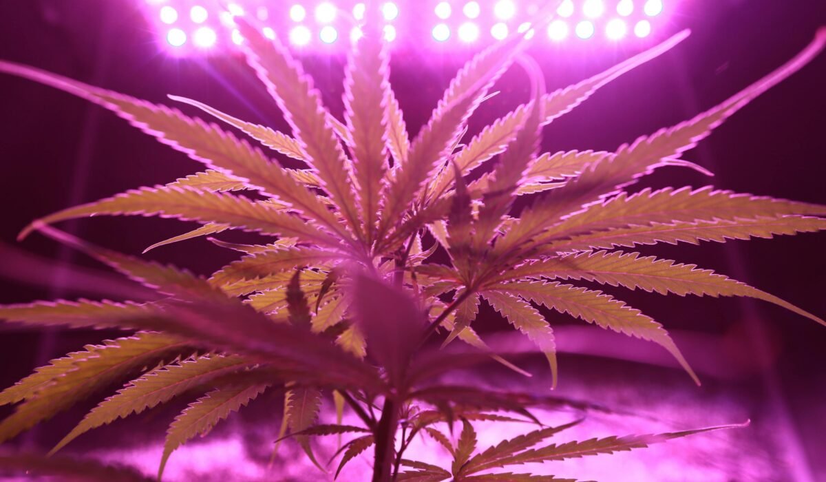 Close-up of a cannabis plant illuminated by purple LED lights emphasizing its texture and growth. — Photo by Washarapol D BinYo Jundang on Pexels