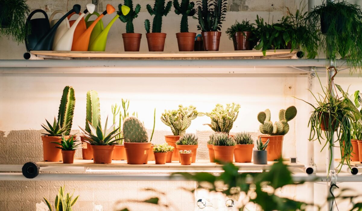 A vibrant indoor display of diverse succulents and cacti in terracotta pots with watering cans. — Photo by cottonbro studio on Pexels