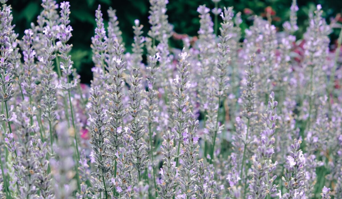 A vivid field of lavender flowers in full bloom outdoors, showcasing natural beauty. — Photo by Chelsea Cook on Pexels