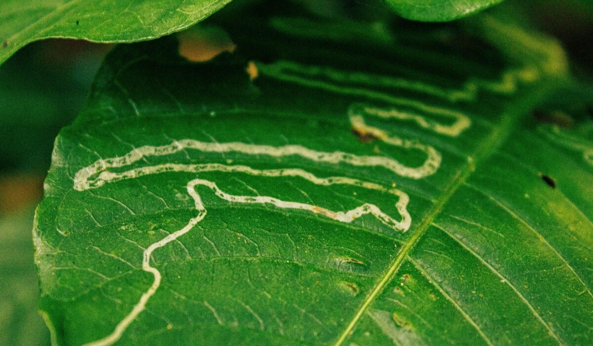 Detailed view of leaf miner trails on a green leaf in Ngel Nyaki, Nigeria. — Photo by Barnabas Sani on Pexels