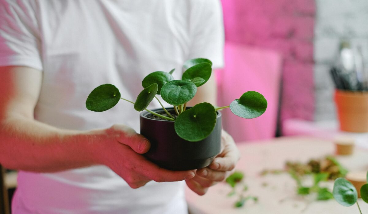 Close-up of a person holding a Pilea plant in an indoor setting with pink lighting. — Photo by Anna Shvets on Pexels