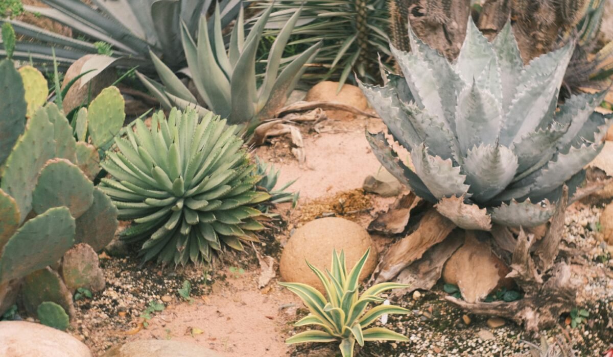 Vibrant desert garden showcasing various succulents and cacti. β Photo by π»π³π»π³ Viα»t Anh Nguyα»
n π»π³π»π³ on Pexels