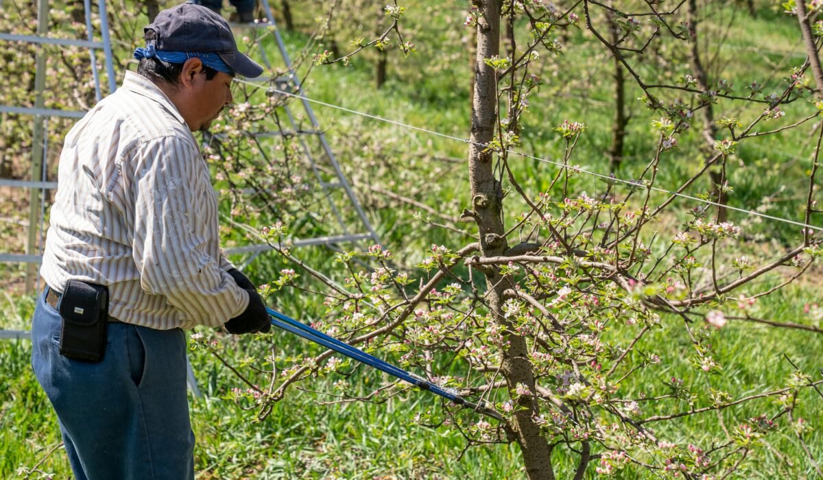 Farmer trimming tree branches in a sunlit orchard with blooming branches. — Photo by Mark Stebnicki on Pexels
