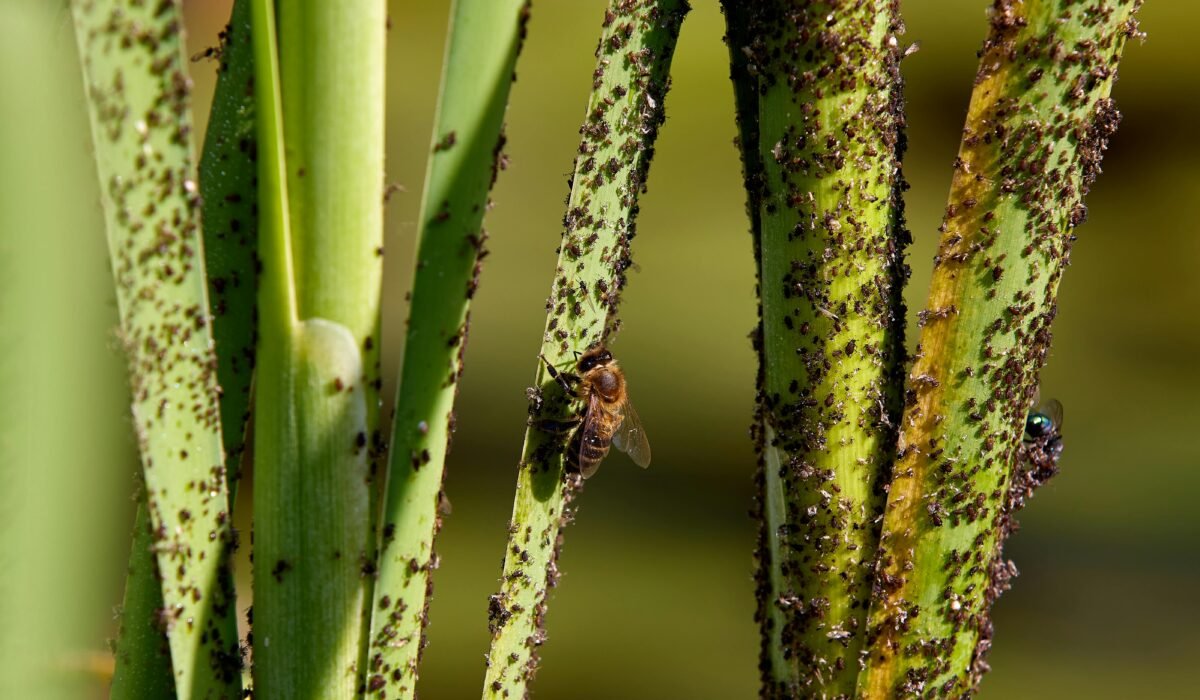 Close-up image of plant stems infested with aphids, highlighting insect interaction. — Photo by Philipp Fahlbusch on Pexels