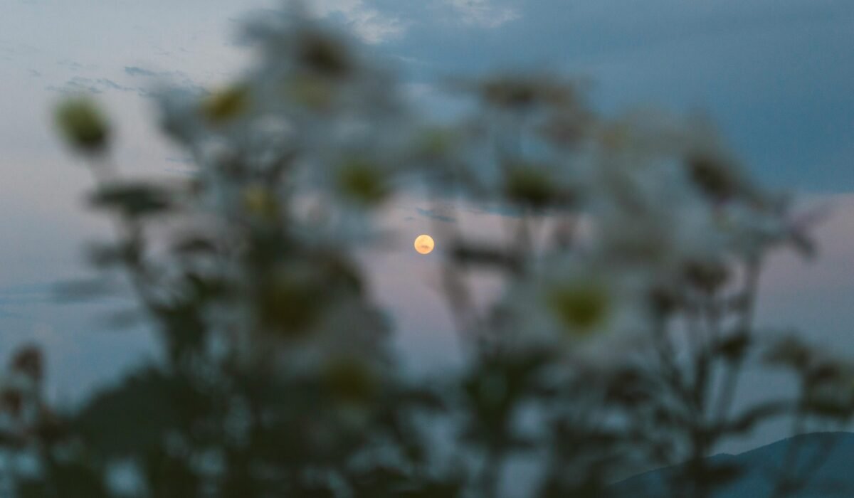 A serene capture of a blurred floral silhouette against a moonlit sky in Veracruz, Mexico. — Photo by Susan Flores on Pexels