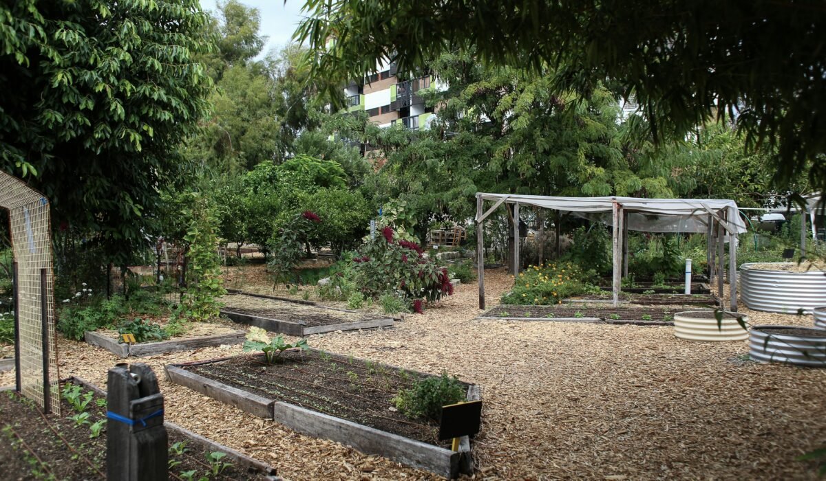 A thriving urban community garden with diverse plant life and wooden pathways under natural light. — Photo by Rachel Claire on Pexels