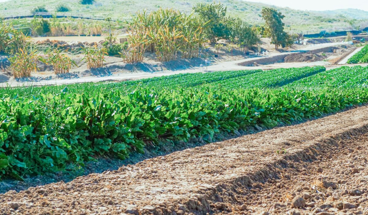 Expansive view of lush green crop fields under sunlight, showcasing rural agriculture. — Photo by Kindel Media on Pexels