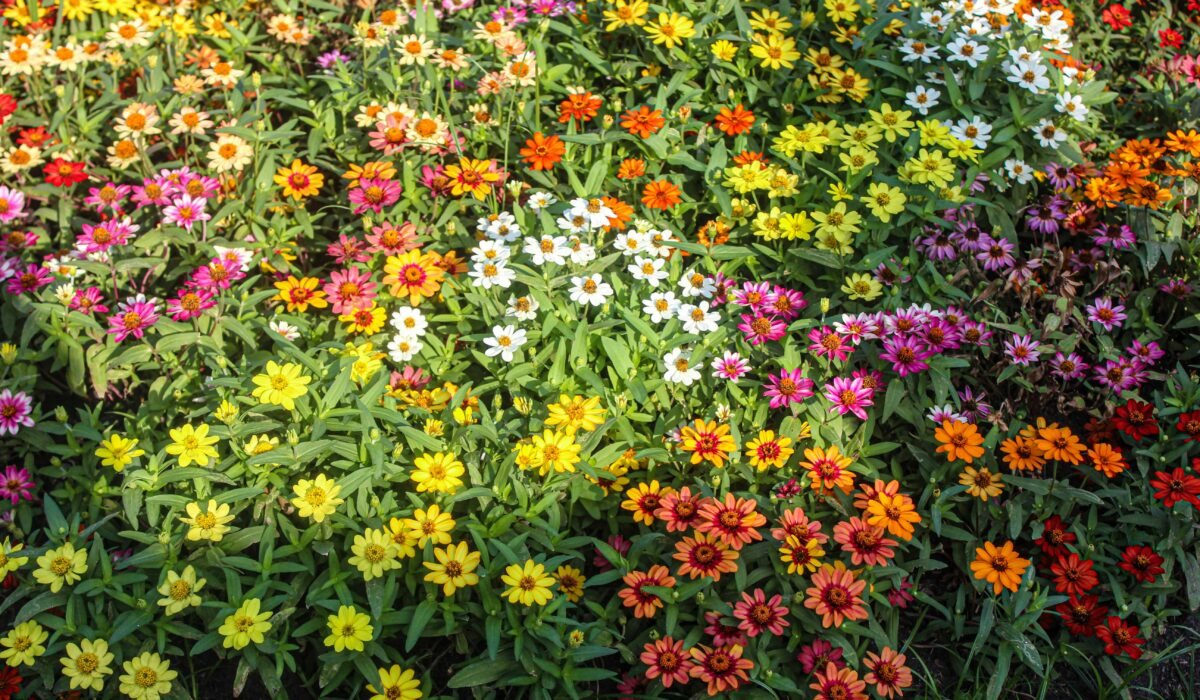 A field of vibrant zinnias in full bloom showcasing a rainbow of colors under natural sunlight. — Photo by Tuyền Nguyễn on Pexels