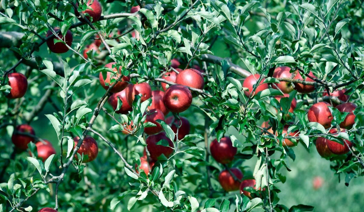 Vibrant red apples hanging on branches in a lush orchard during summer in Nishimeya. — Photo by Chen Te on Pexels