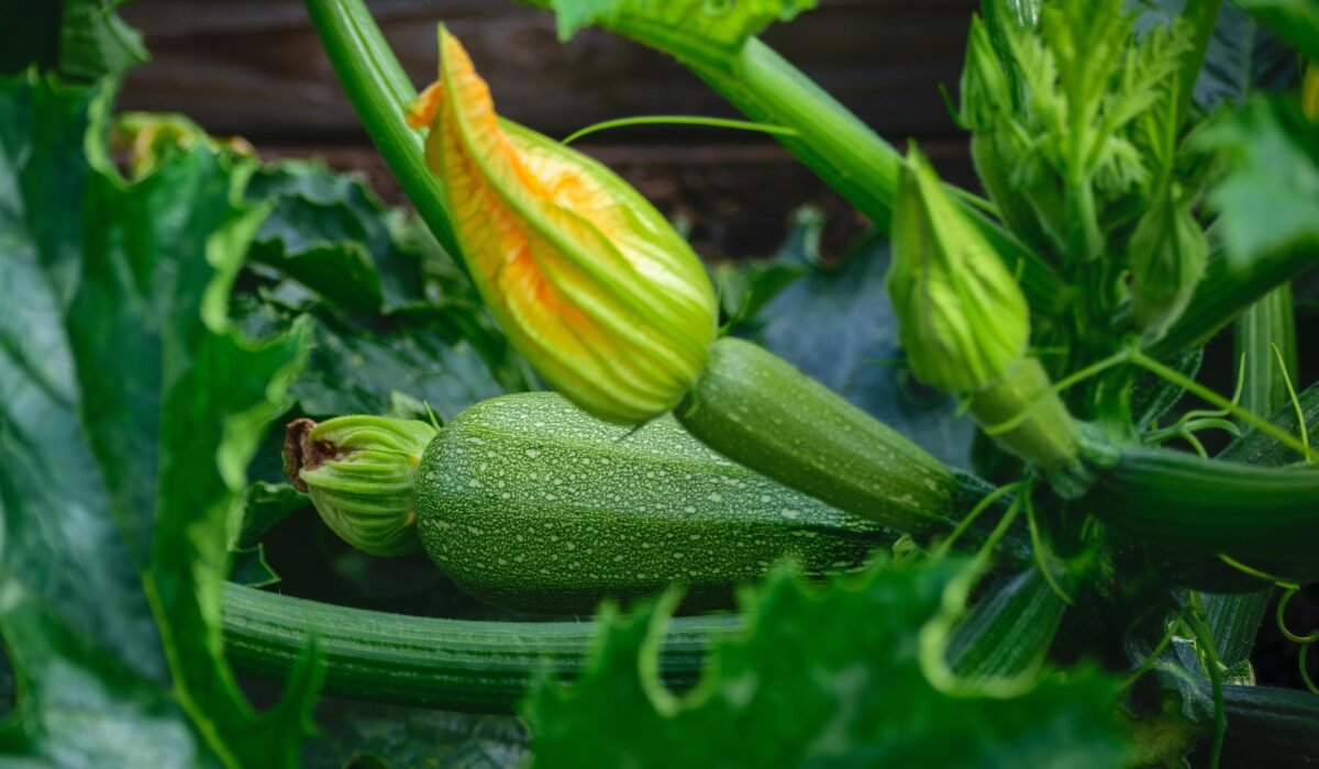 Close-up of a vibrant zucchini plant with fresh produce in a garden. — Photo by Thomas Parker on Pexels