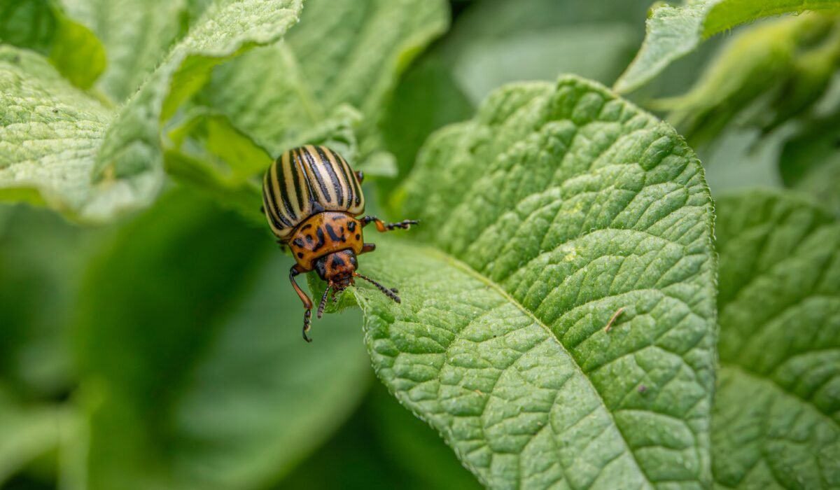 Macro shot of a Colorado potato beetle on green potato foliage. — Photo by Erik Karits on Pexels