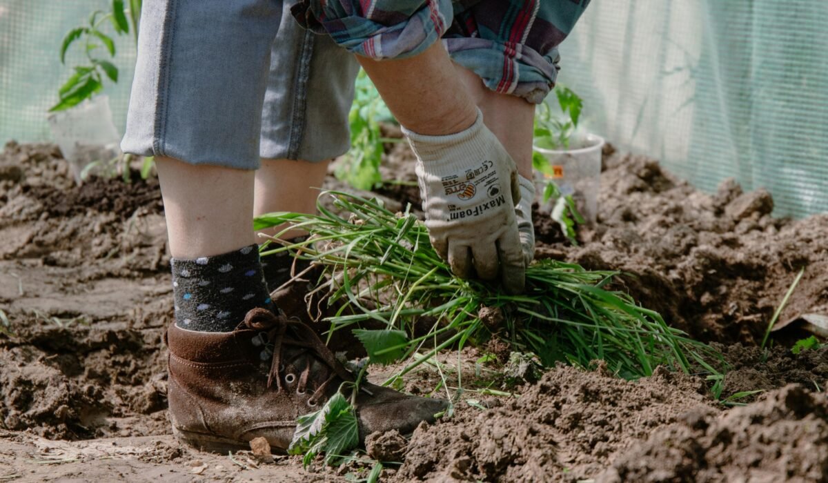 A gardener wearing gloves plants green sprouts in a greenhouse, surrounded by rich soil. — Photo by Dominika Mazur on Pexels