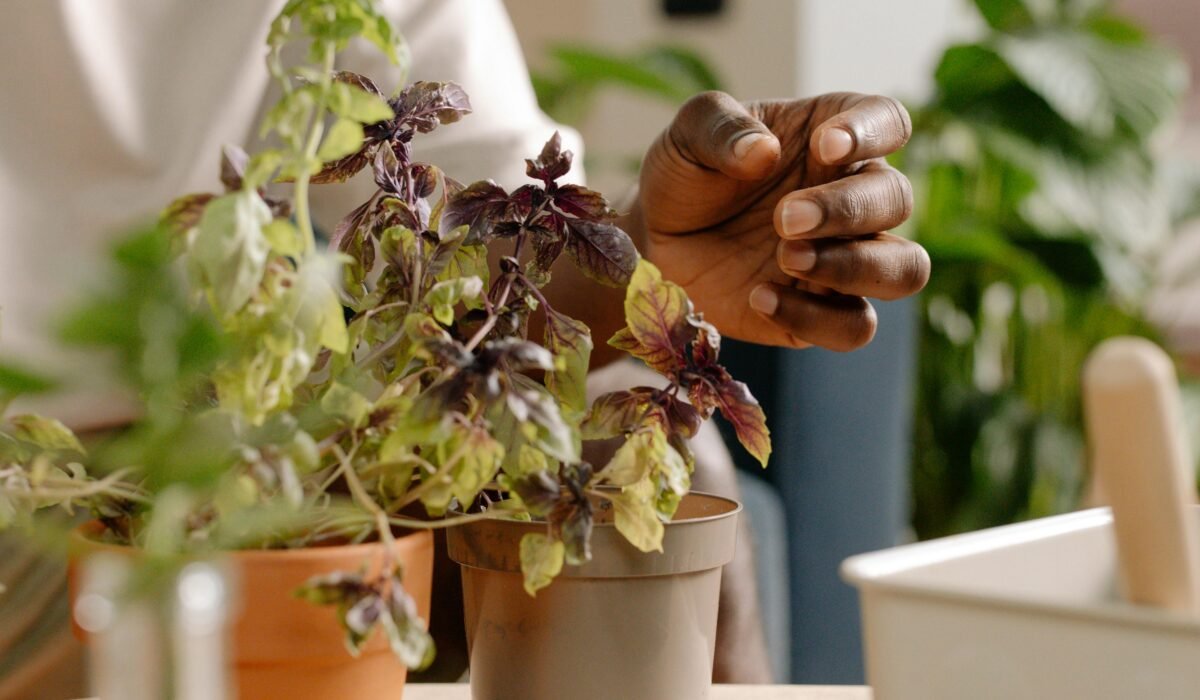 A close-up image of a hand tending to potted basil plants on a table indoors. — Photo by cottonbro studio on Pexels