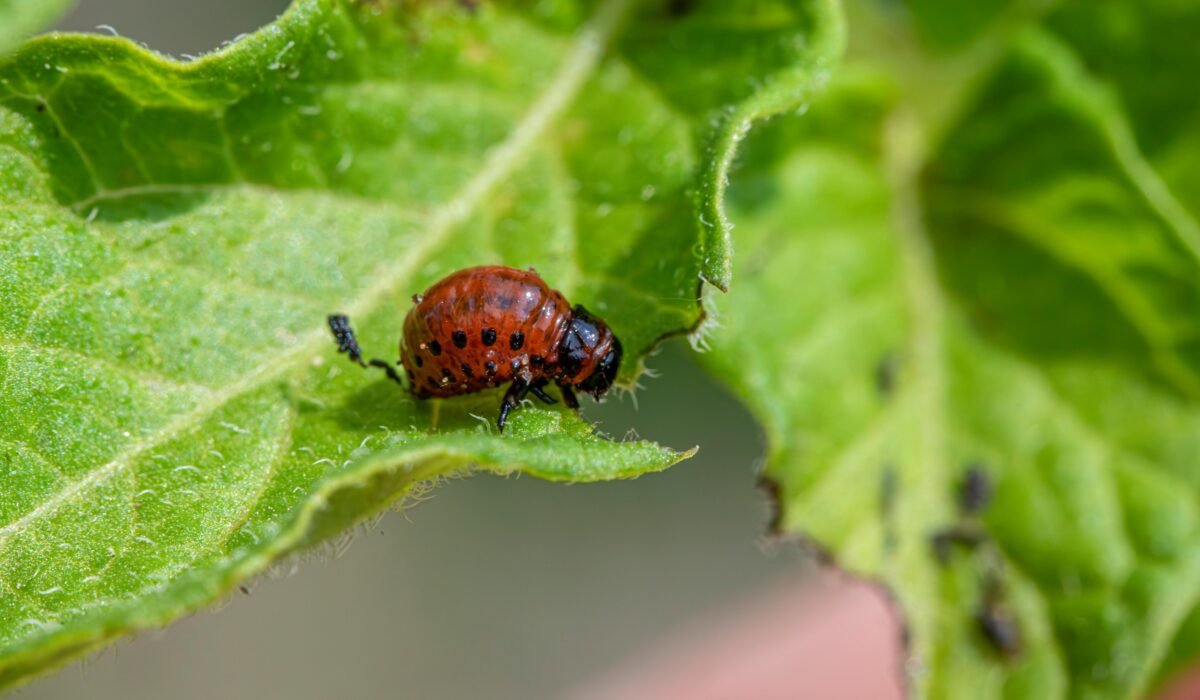 Detailed view of a Colorado potato beetle larva on a green leaf in summer. — Photo by Erik Karits on Pexels