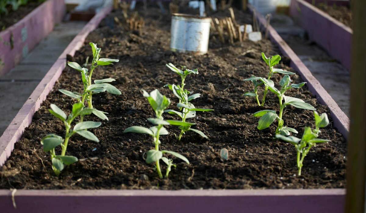 Close-up view of young plants thriving in a raised garden bed outdoors. — Photo by Ian Probets on Pexels