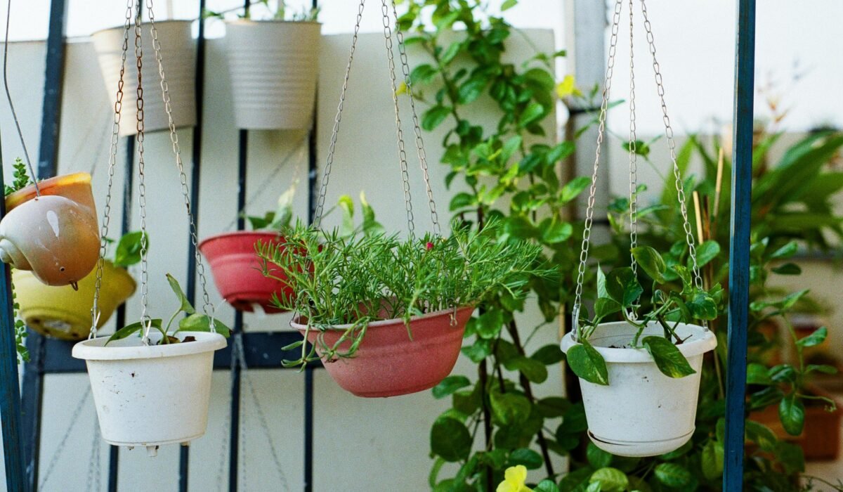 Colorful hanging pots with lush green plants in an outdoor garden setting. — Photo by Mạnh Hùng on Pexels