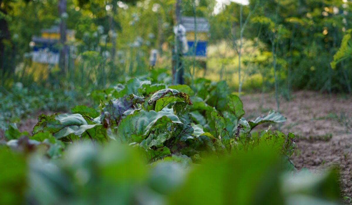 A vibrant vegetable garden in summer showcasing healthy beetroot plants with lush green leaves. — Photo by Dmytro Glazunov on Pexels