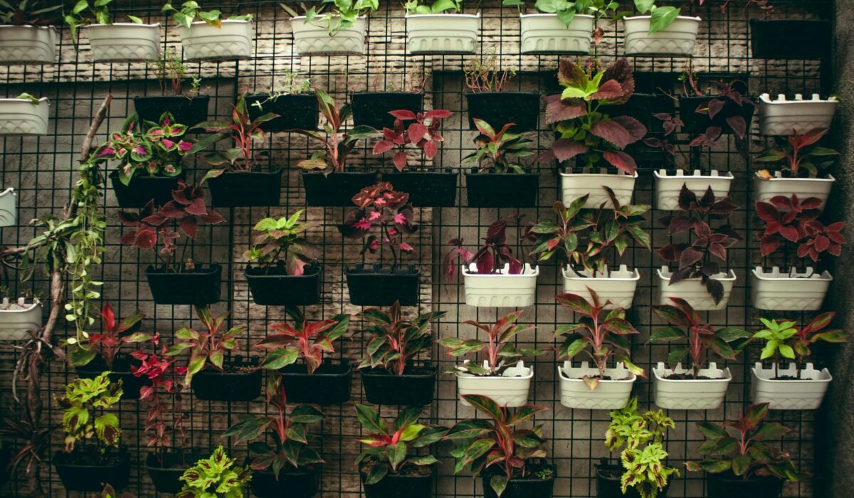 Collection of assorted plants with colorful leaves hanging on wall in plastic flowerpots in floral market with abundance of flowers — Photo by Nothing Ahead on Pexels