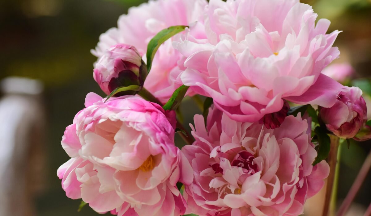 Close-up of blooming pink peonies showcasing vibrant petals and natural beauty. — Photo by Sóc Năng Động on Pexels