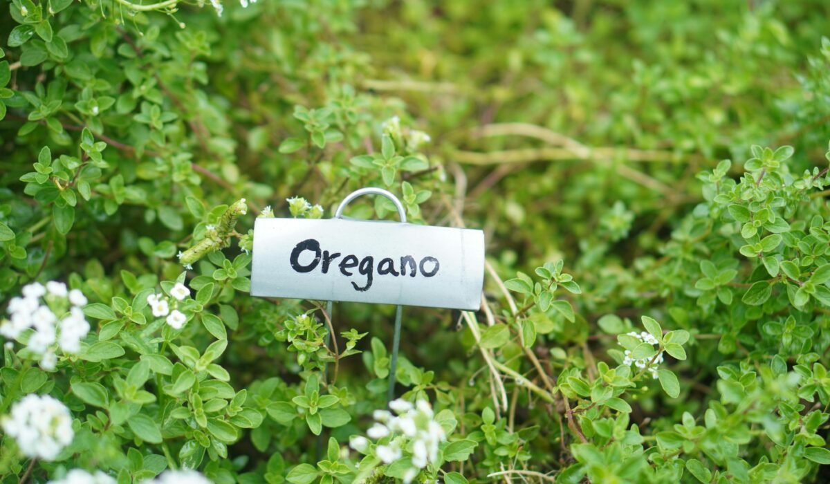 Close-up of fresh oregano with garden marker in an outdoor herb garden. — Photo by Jazmine Foxx on Pexels
