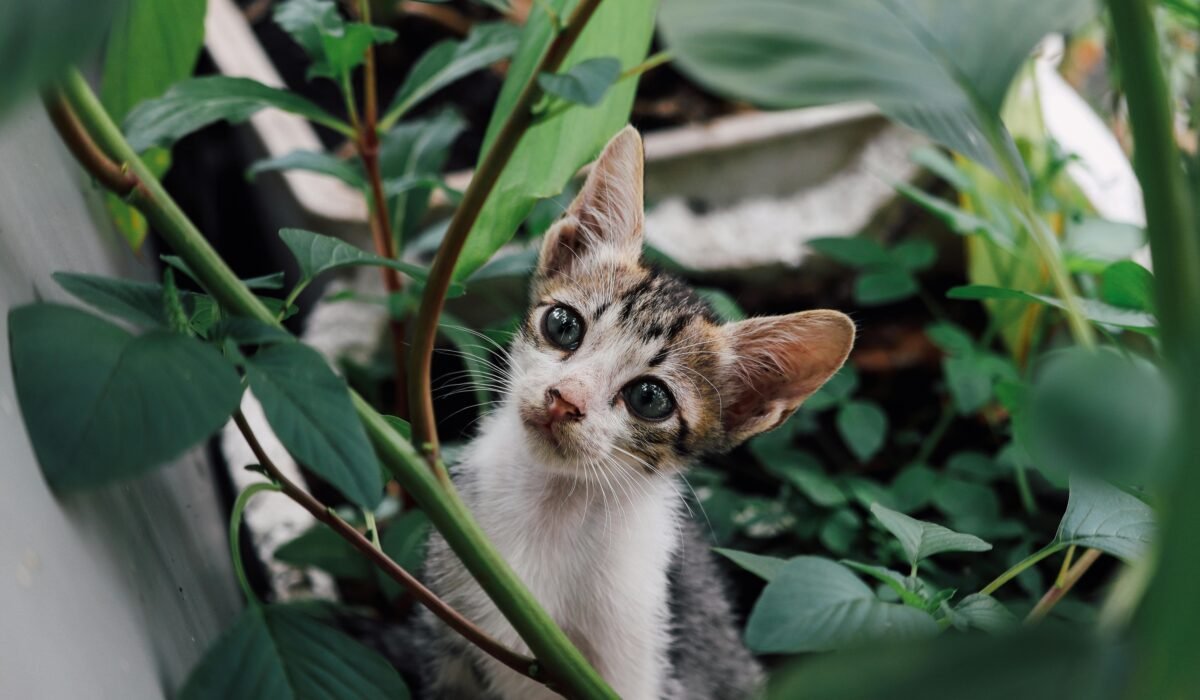 Cute kitten sits among lush green leaves, showcasing its curious nature in a natural outdoor setting. — Photo by Tường Chopper on Pexels