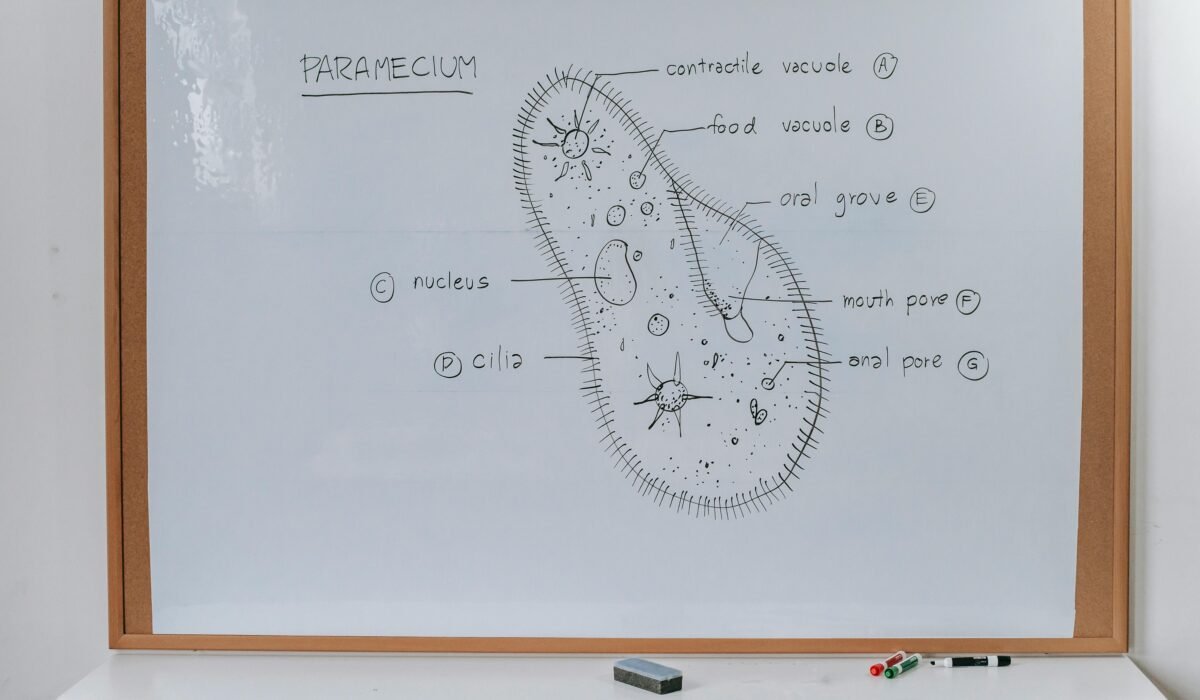 Structure of Infusoria organism drawn on whiteboard with markers in classroom of school — Photo by Katerina Holmes on Pexels