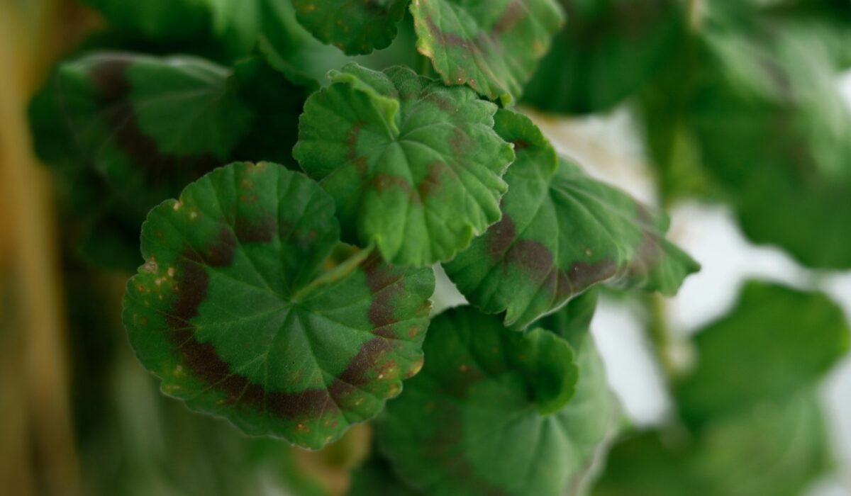 Detailed green geranium leaves with visible brown spots, displaying plant distress. — Photo by Esra Korkmaz on Pexels