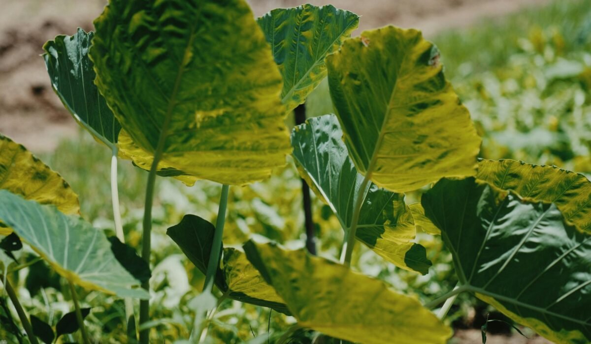 Close-up of lush green taro leaves basking in sunlight, showcasing nature's beauty. — Photo by Pew Nguyen on Pexels