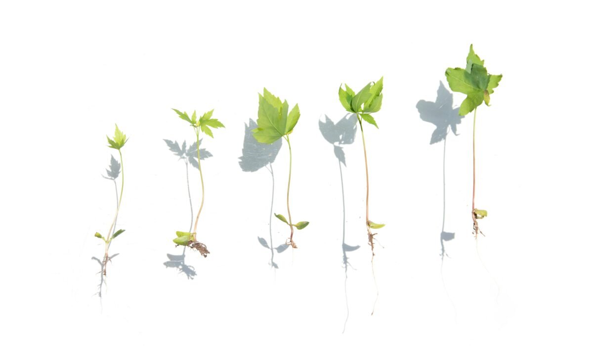 Series of young plant seedlings arranged on white background illustrating growth stages. — Photo by Evie Shaffer on Pexels