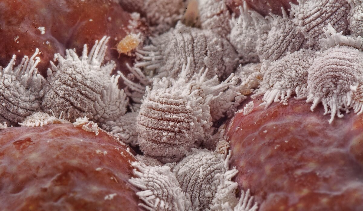 Detailed macro shot of white mealybugs infesting a red plant surface, showcasing pest infestation. — Photo by SweeMing YOUNG on Pexels
