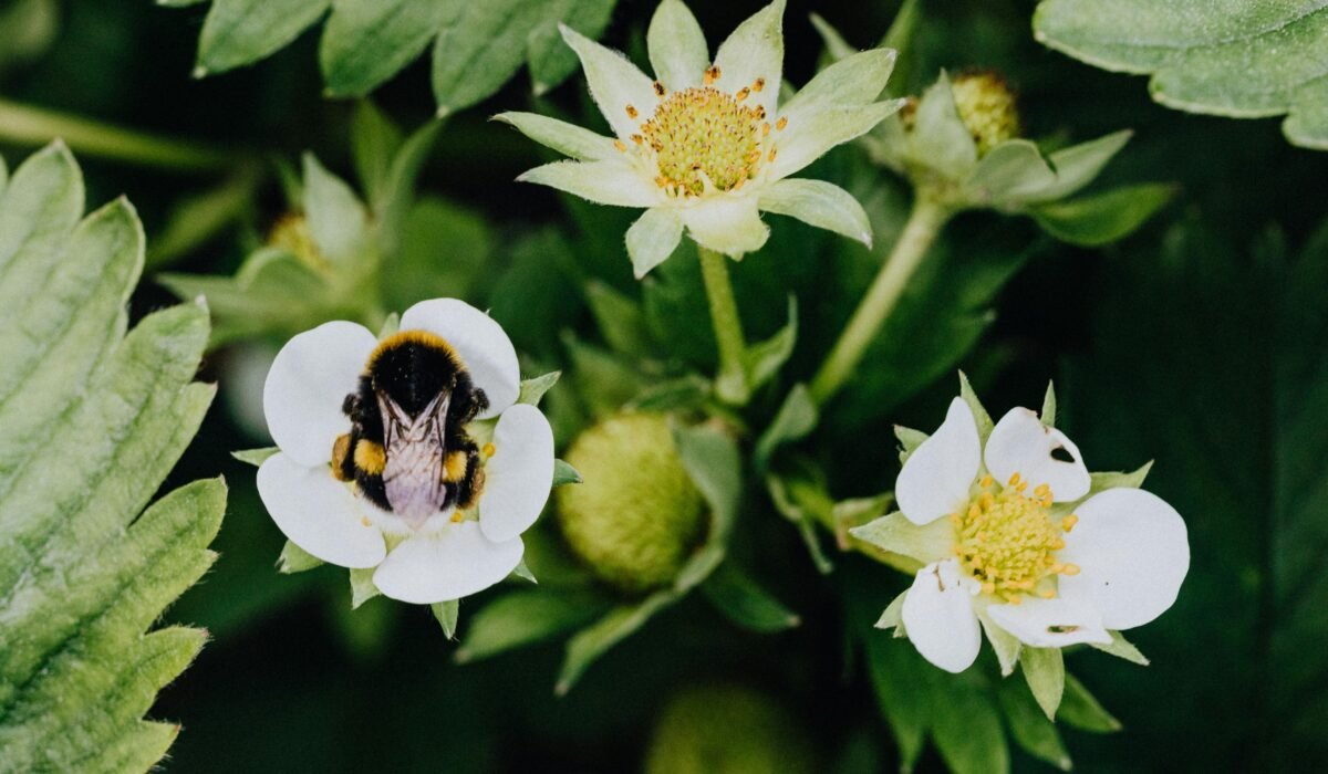 A bumblebee collecting pollen from a strawberry blossom amidst lush green leaves. — Photo by www.kaboompics.com on Pexels