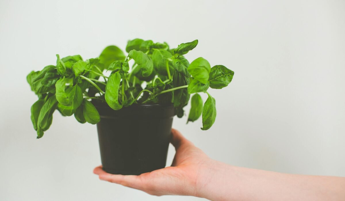 A single hand holds a vibrant basil plant in a black pot against a minimalist backdrop. — Photo by Markus Spiske on Pexels