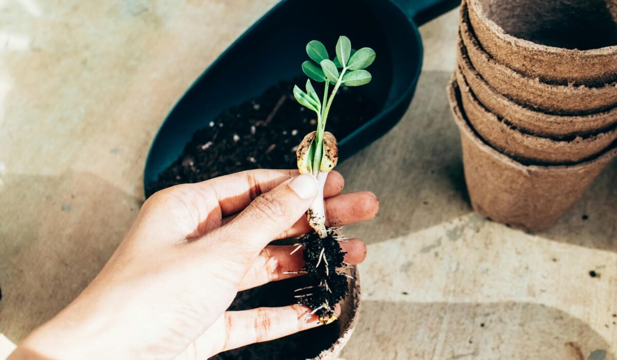 From above crop anonymous gardener showing young plant sprout before planting in temporary paper pot on sunny terrace — Photo by Prathyusha Mettupalle on Pexels