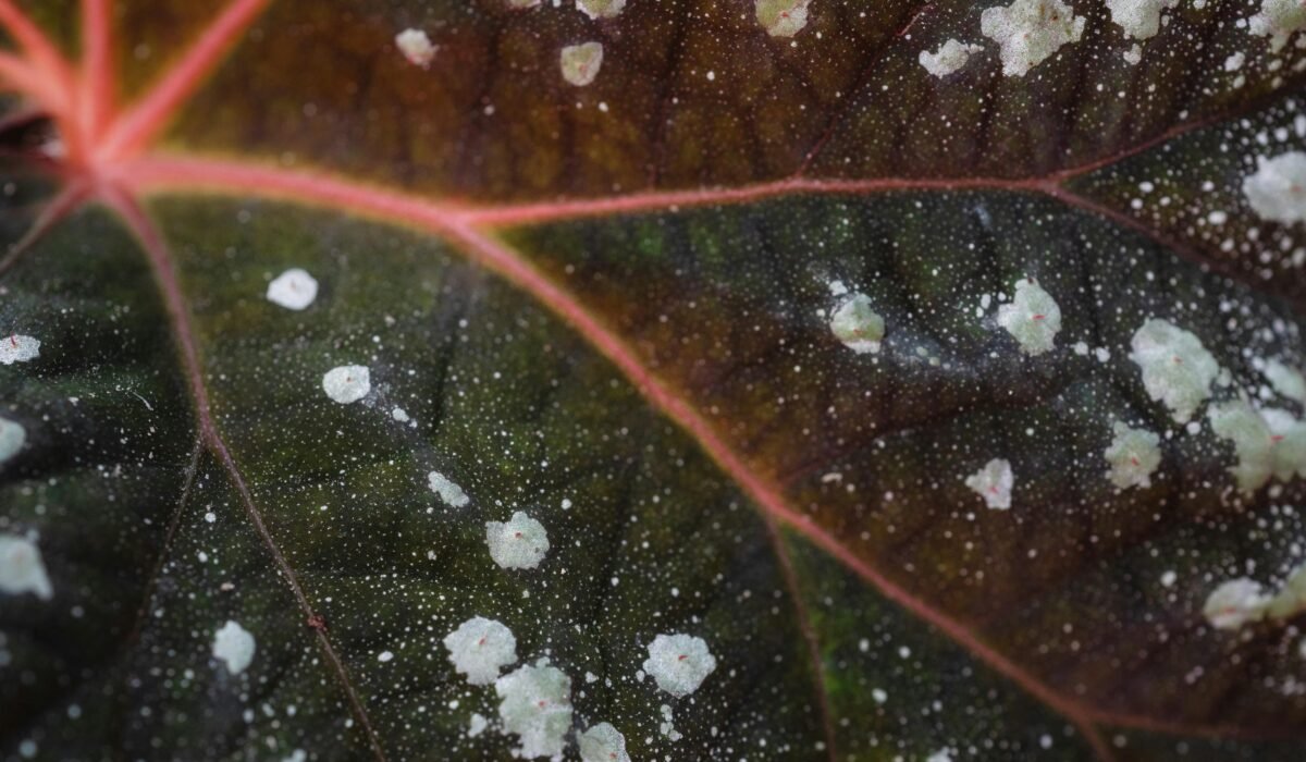 Detailed view of a leaf affected by powdery mildew, highlighting texture and pattern. — Photo by Marina Leonova on Pexels