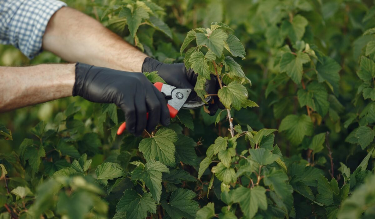 Close-up of a gardener using pruning shears on lush green plant outdoors. — Photo by Gustavo Fring on Pexels
