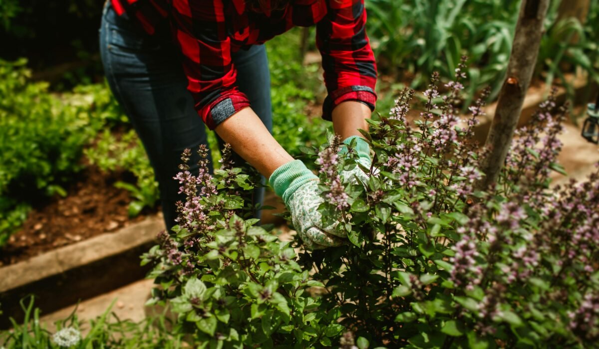 A woman wearing gloves prunes basil plants in a lush summer garden, showcasing horticultural care. — Photo by Helena Lopes on Pexels