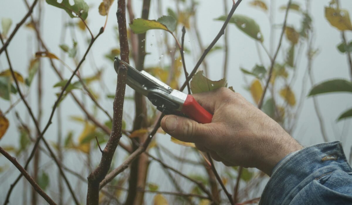 A gardener's hand using pruning shears to trim branches in an autumn garden. — Photo by Maria Turkmani on Pexels