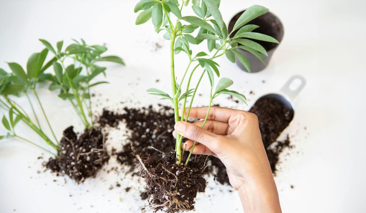 Adult woman propagating plants indoors, focusing on root growth and soil preparation. — Photo by Prathyusha Mettupalle on Pexels
