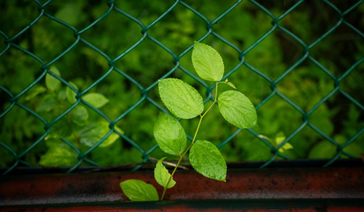 Close-up of vibrant green leaves growing through a chain-link fence, symbolizing resilience and growth. — Photo by Alex Bian on Pexels