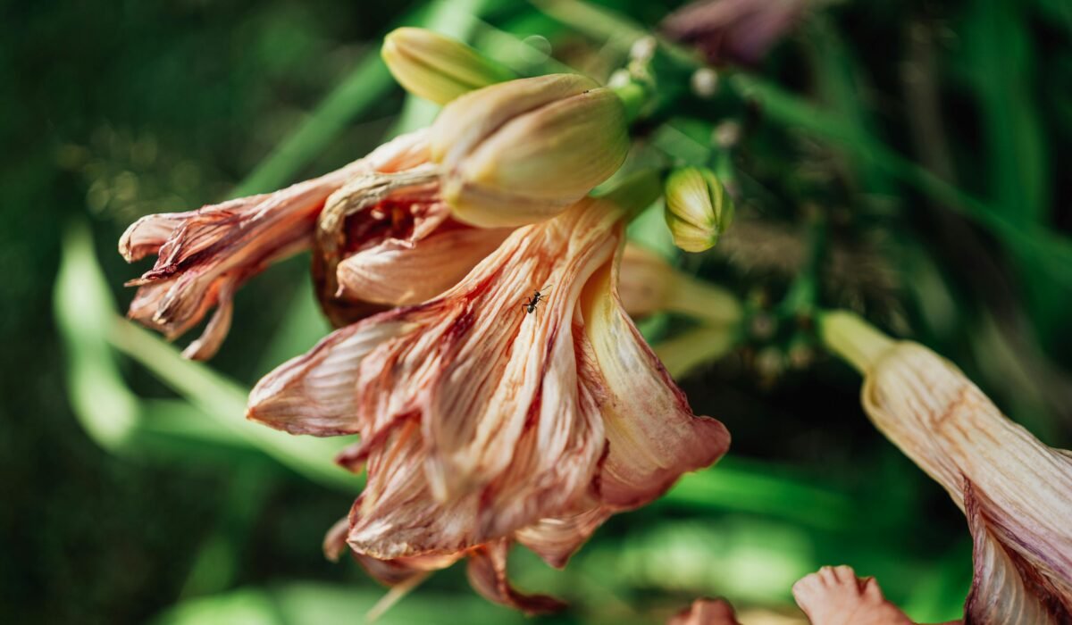 A detailed close-up of a wilted lily flower with an ant crawling on it. — Photo by Alex Shuper on Pexels