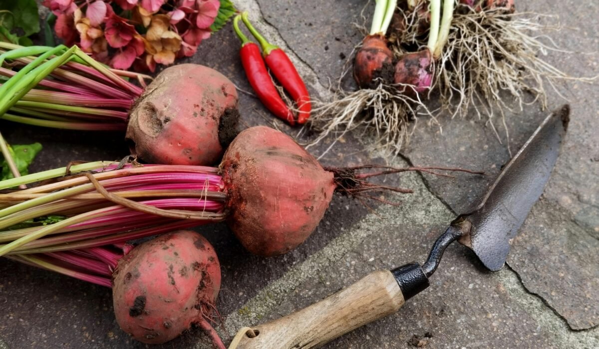 Vibrant garden harvest with beets, peppers, and garden tools on stone surface. — Photo by Vero Lova on Pexels